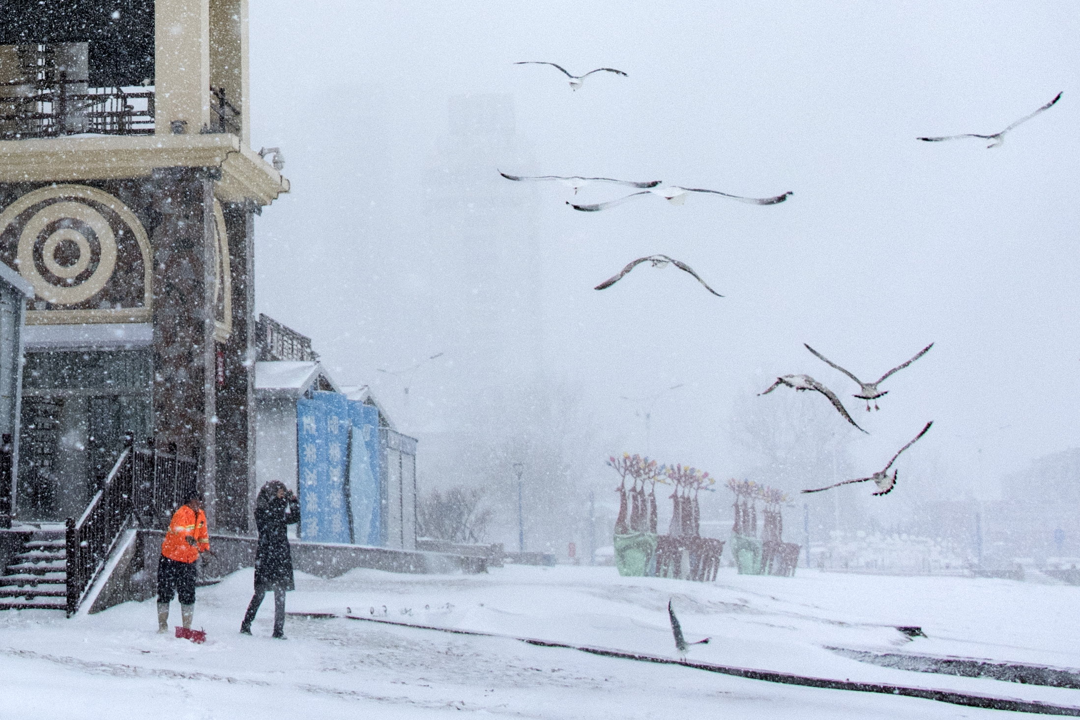雪中鸥1.JPG