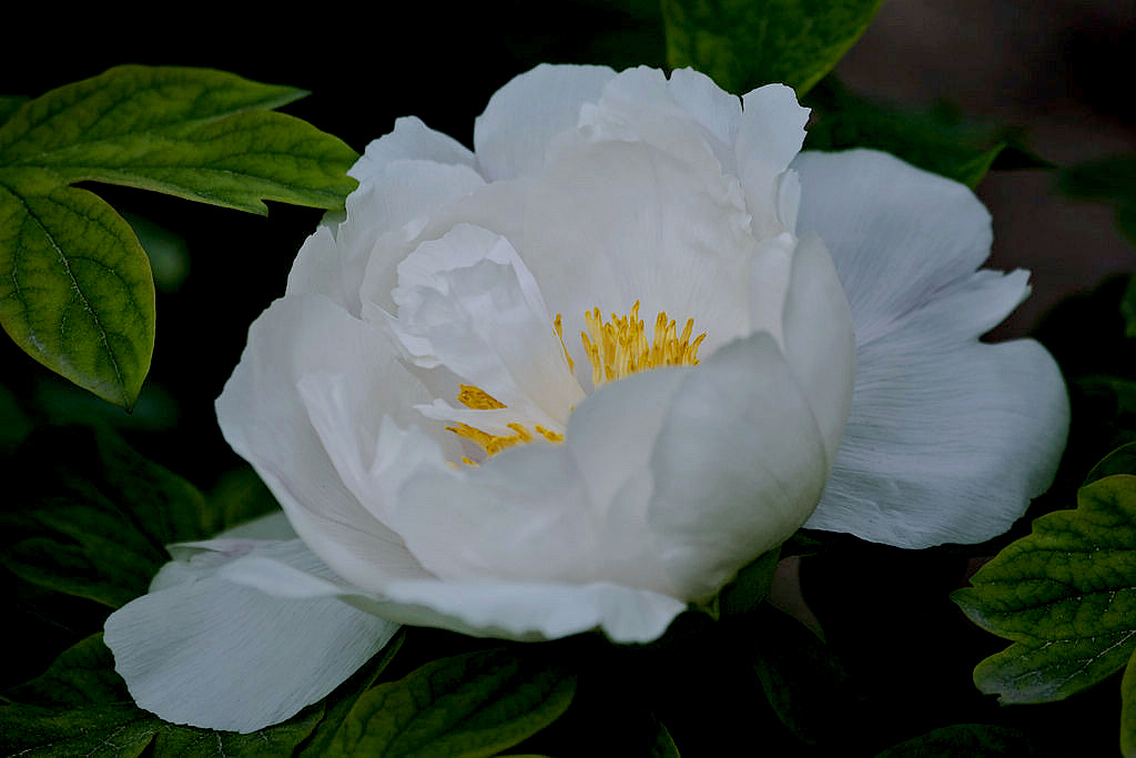 969P7035r.jpg
