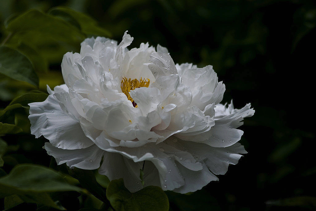 969P7053r.jpg