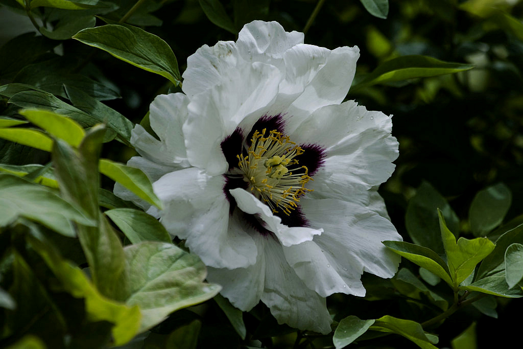969P7060r.jpg