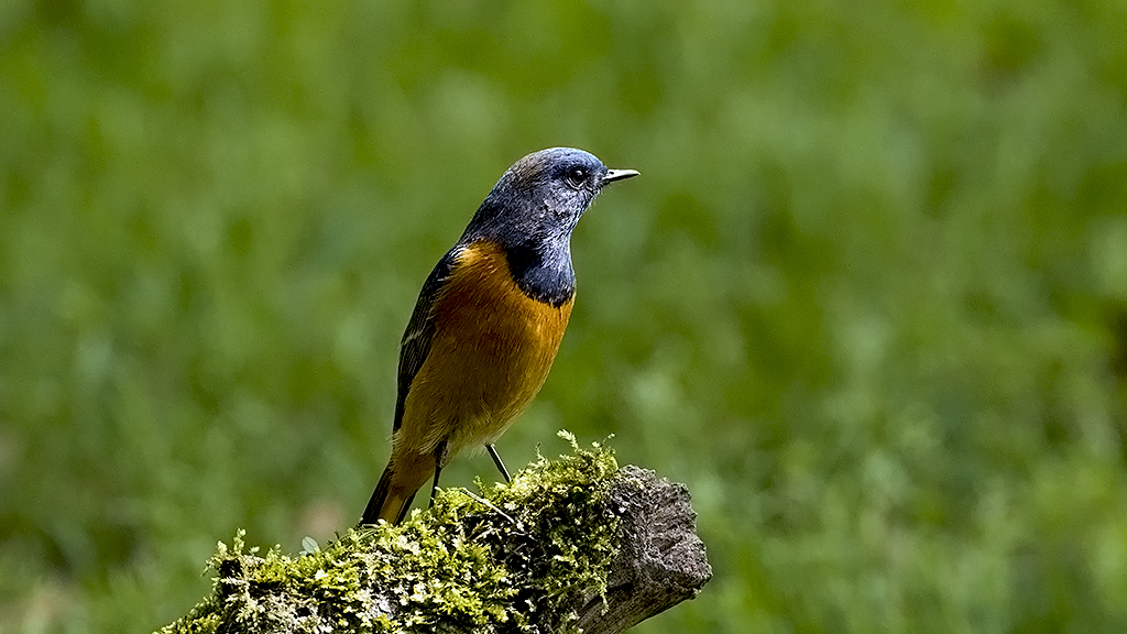 IMGP7057副本.jpg