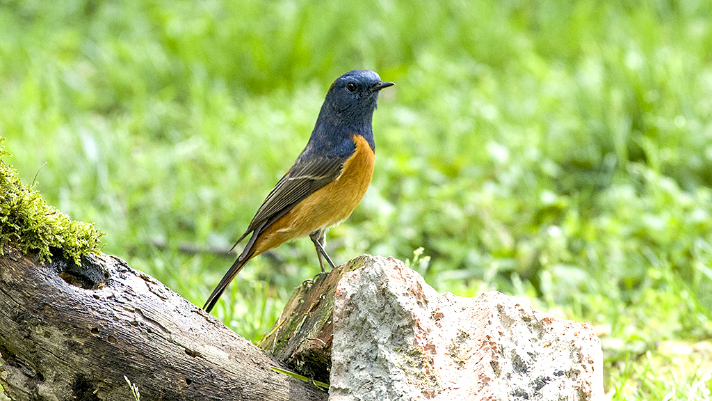 IMGP7046副本.jpg
