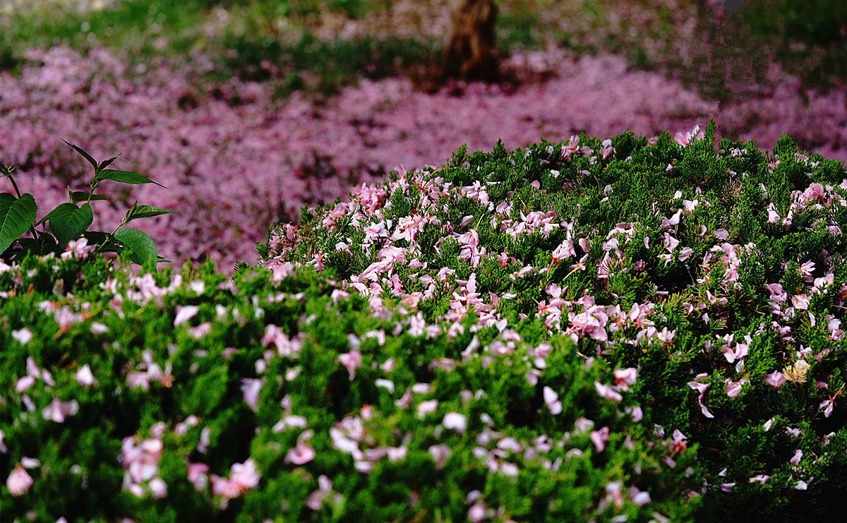 DSC02591_副本.jpg