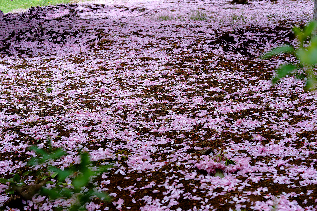 DSC02820_副本.jpg