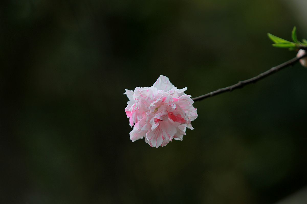 IMG_9996_副本.jpg