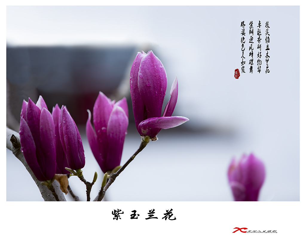 7K1A2322副本.jpg-1.jpg
