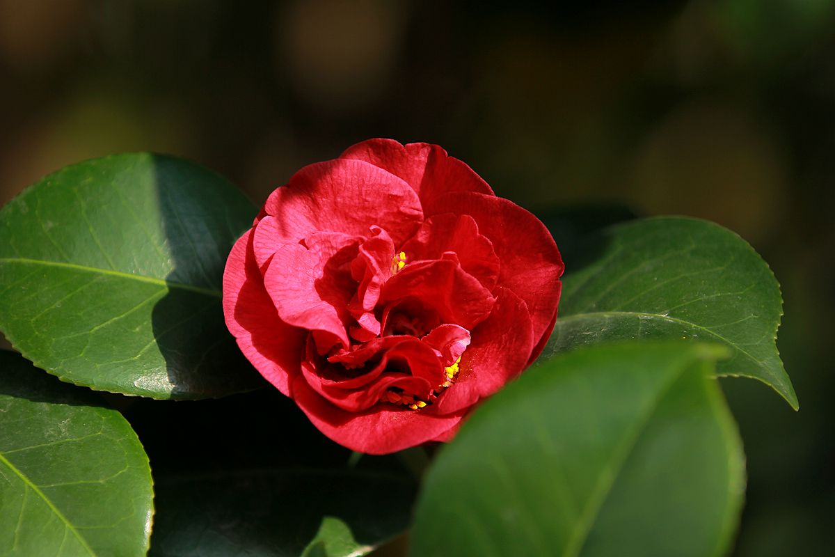 IMG_6950_副本.jpg