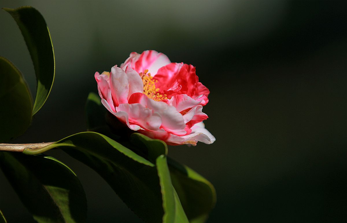 IMG_7922_副本.jpg