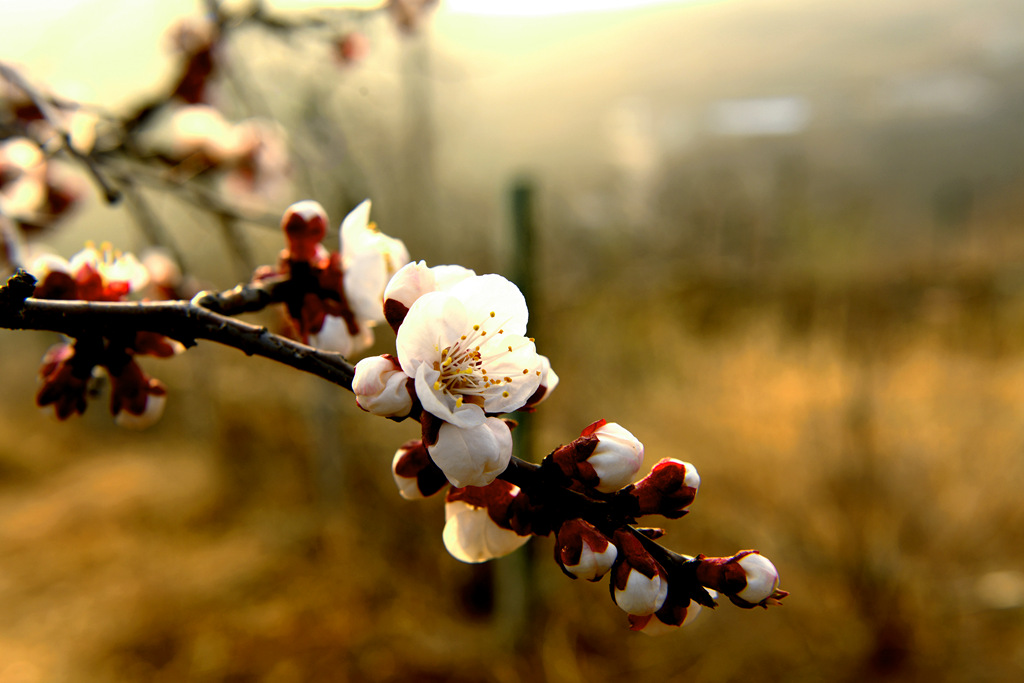 DSC_7696_副本.jpg
