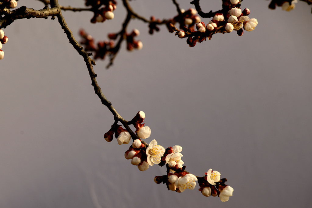 DSC_7735_副本.jpg