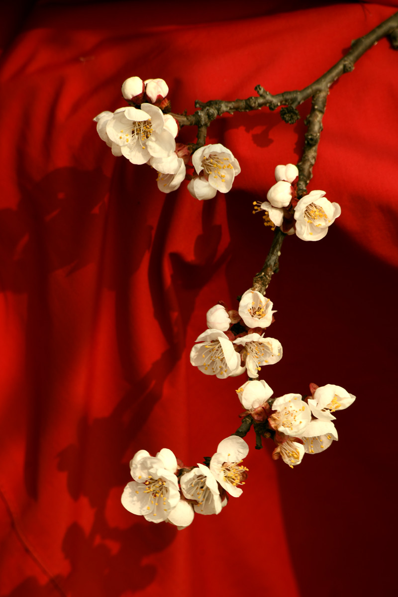 DSC_7755_副本.jpg