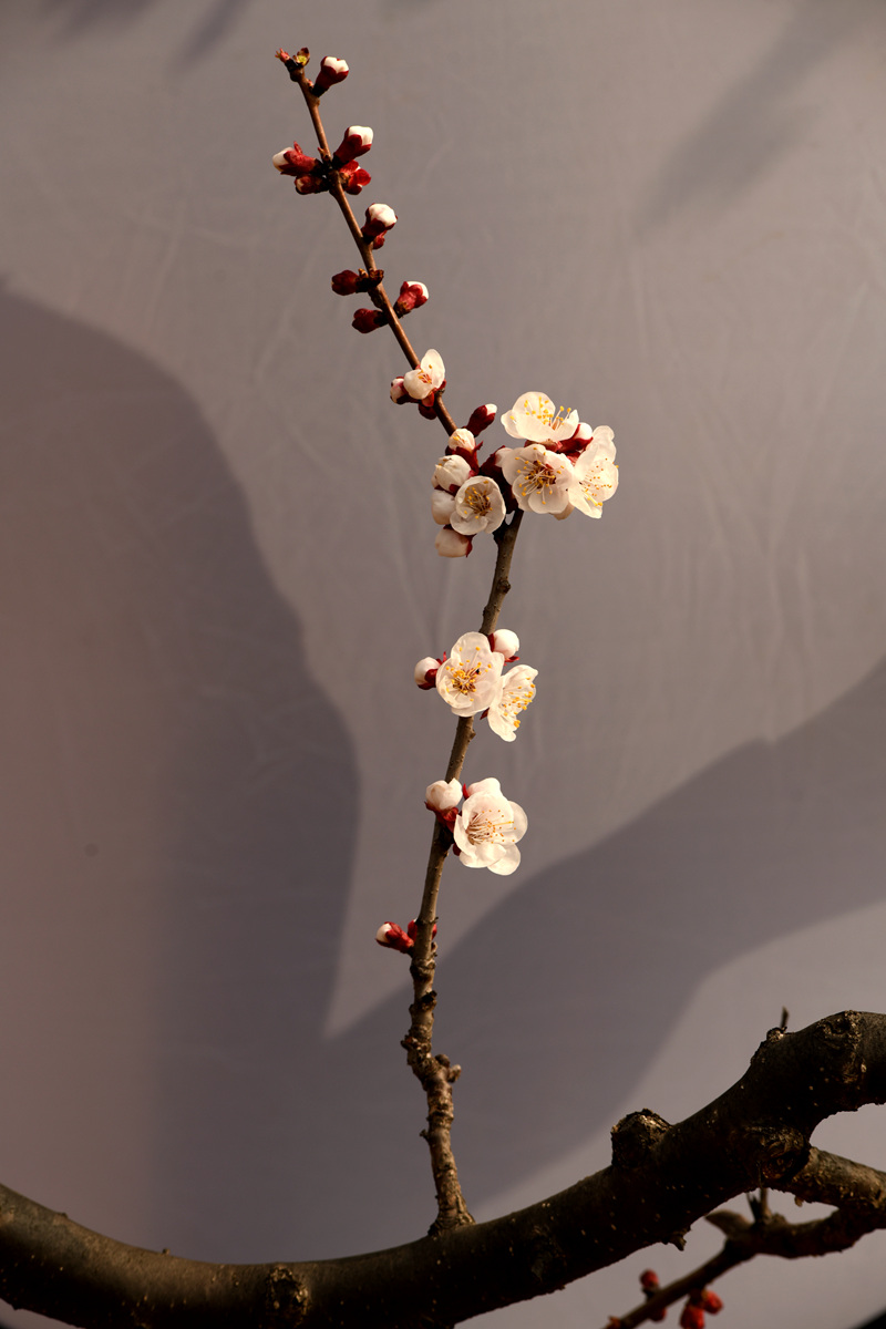 DSC_7774_副本.jpg