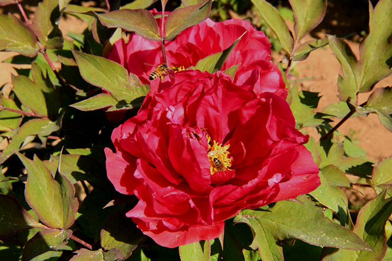 DSC_0651_副本.jpg