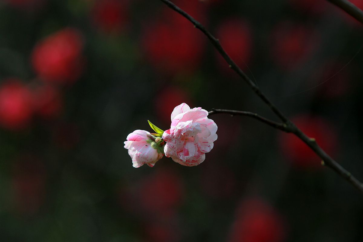 IMG_0108_副本.jpg