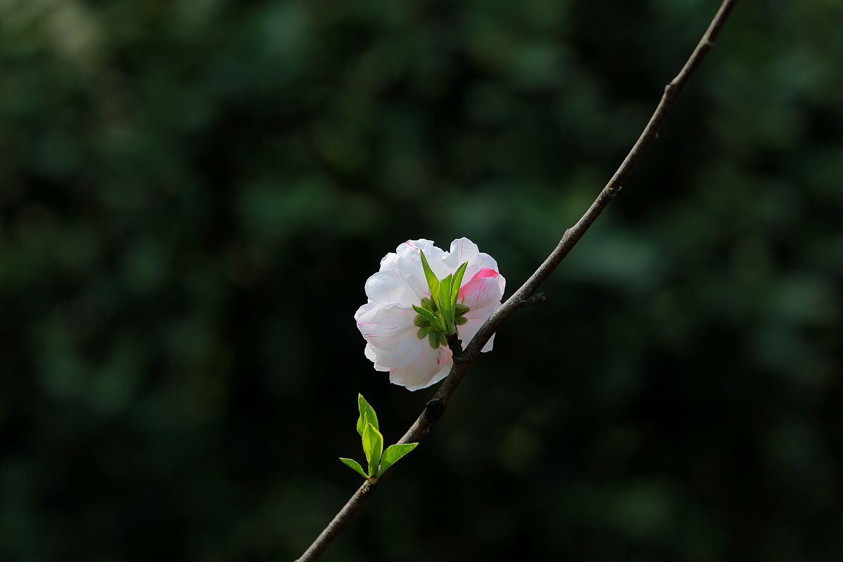 IMG_0111_副本.jpg