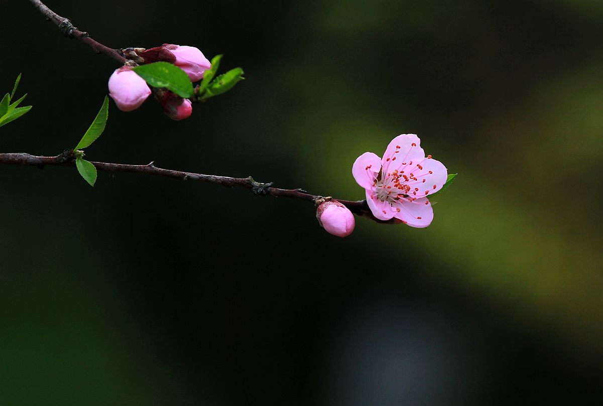 IMG_9546_副本.jpg