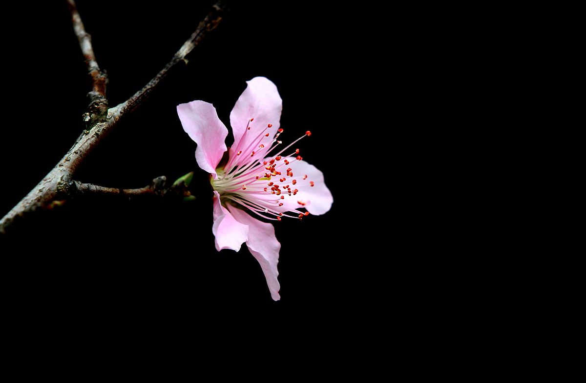 IMG_9555_副本.jpg