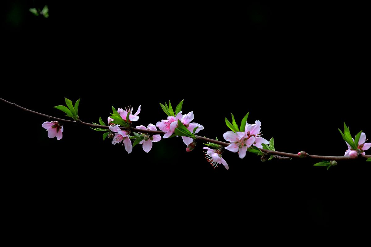 IMG_9928_副本.jpg