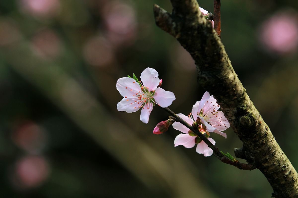IMG_9626_副本.jpg
