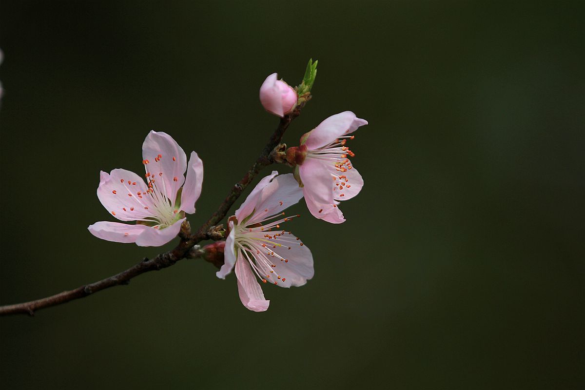 IMG_9618_副本.jpg
