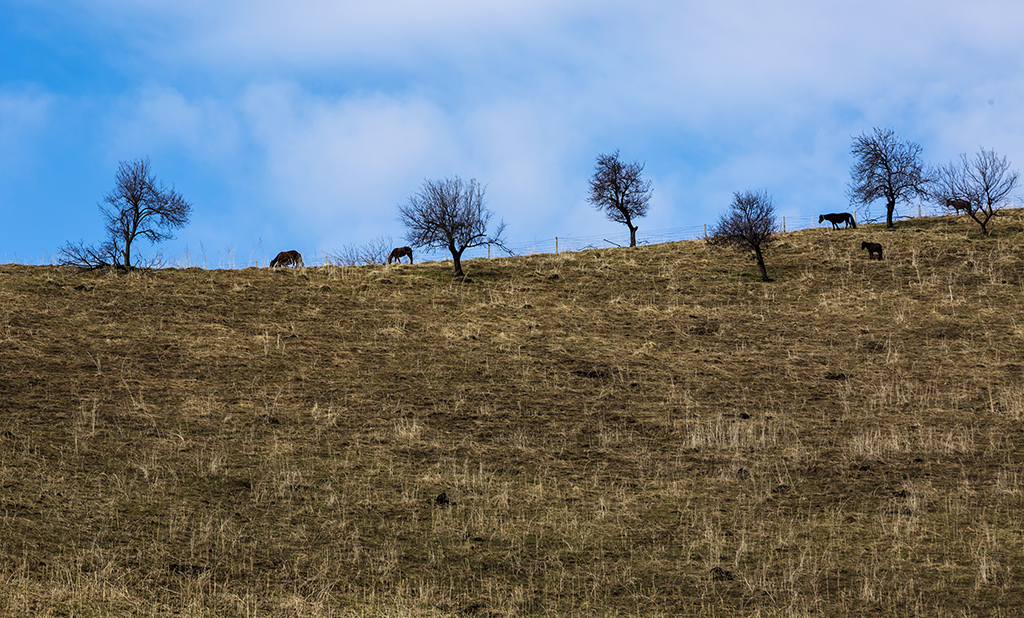 _54A1639_1.jpg