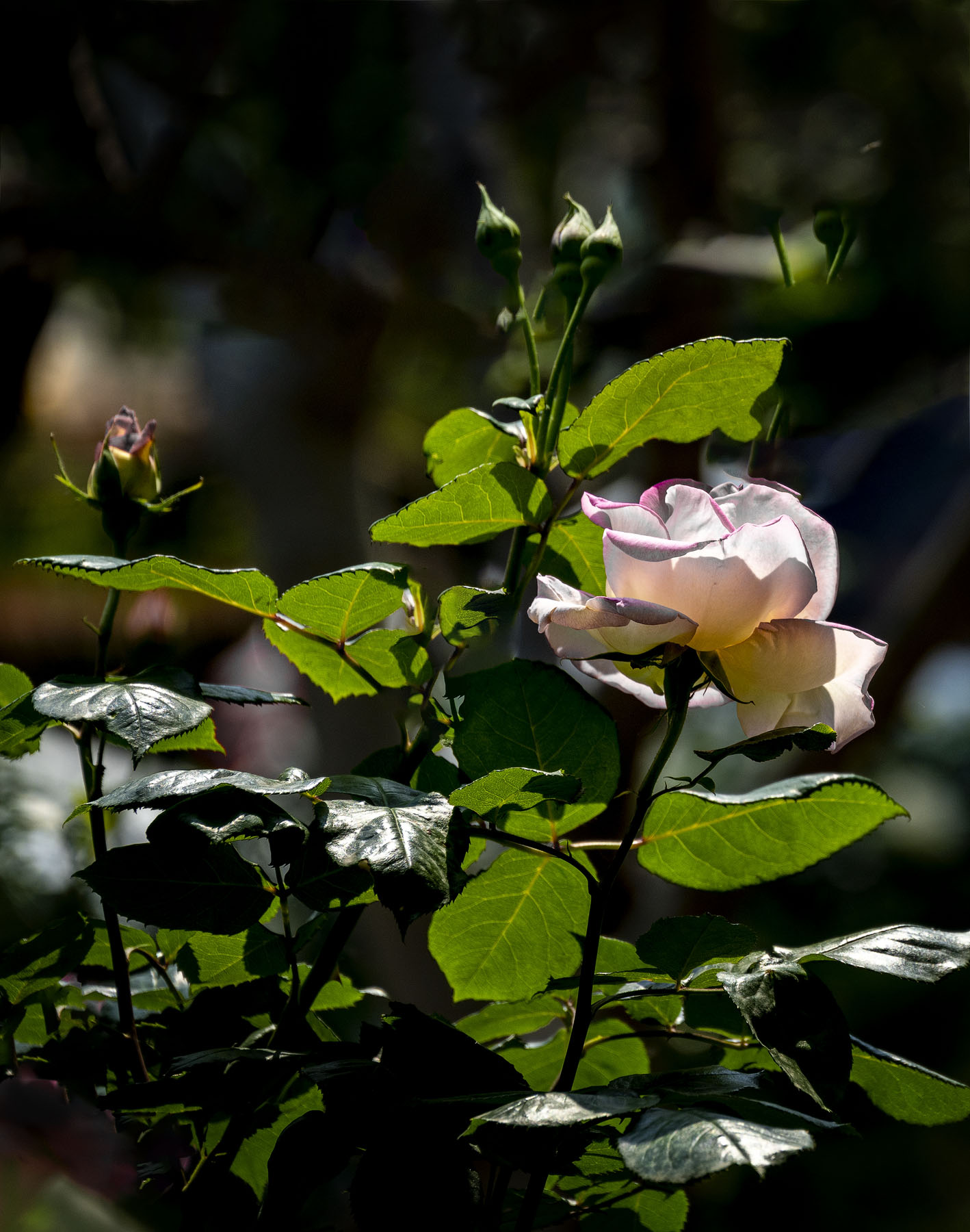 DSC_4963-1.jpg