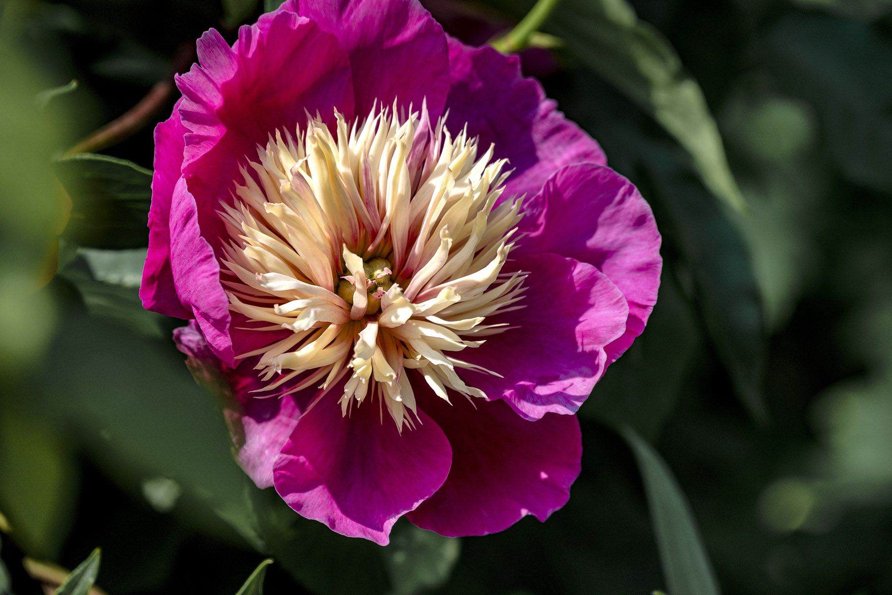 DSC_4951-1.jpg
