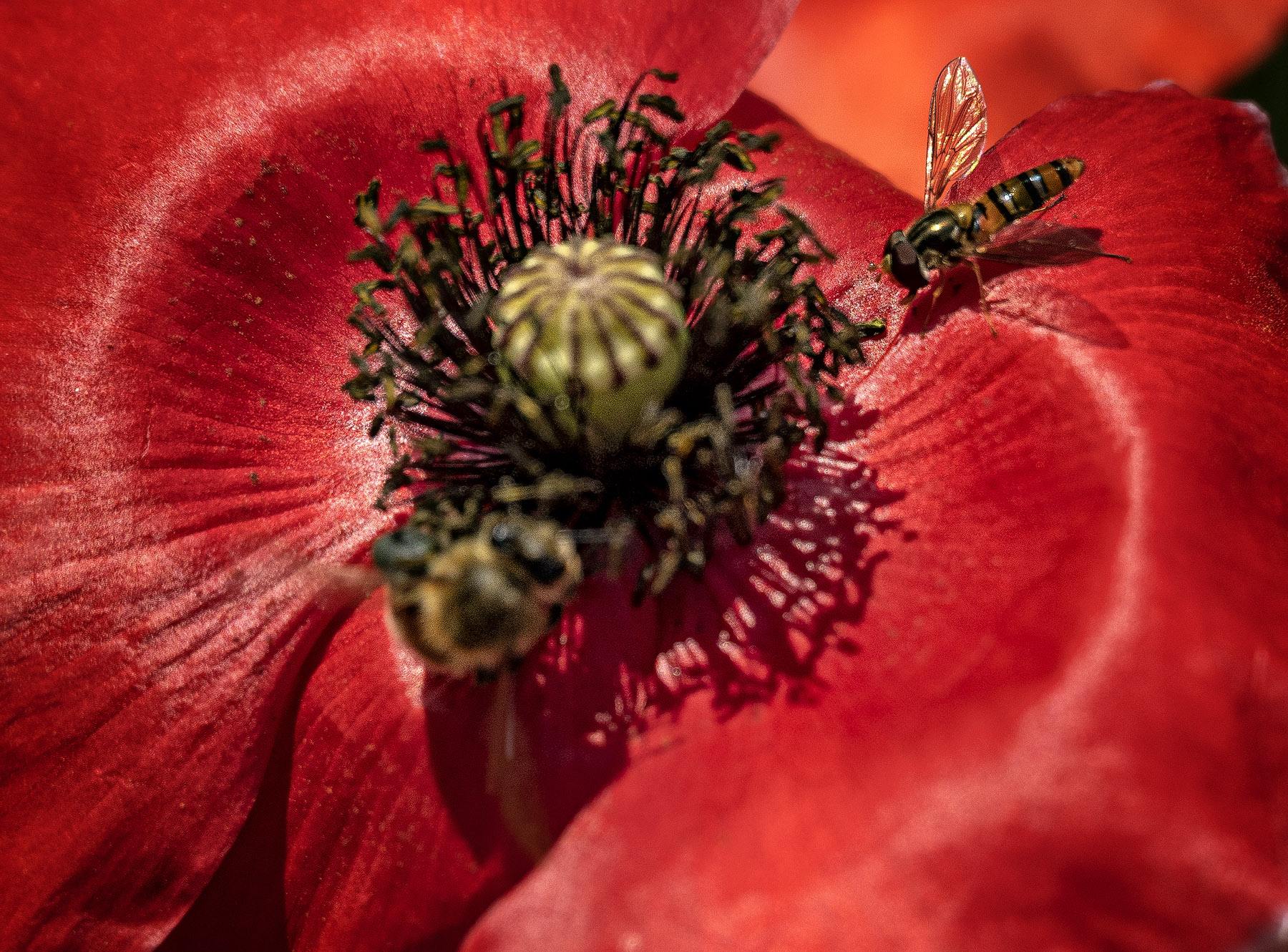 DSC_4930-1.jpg