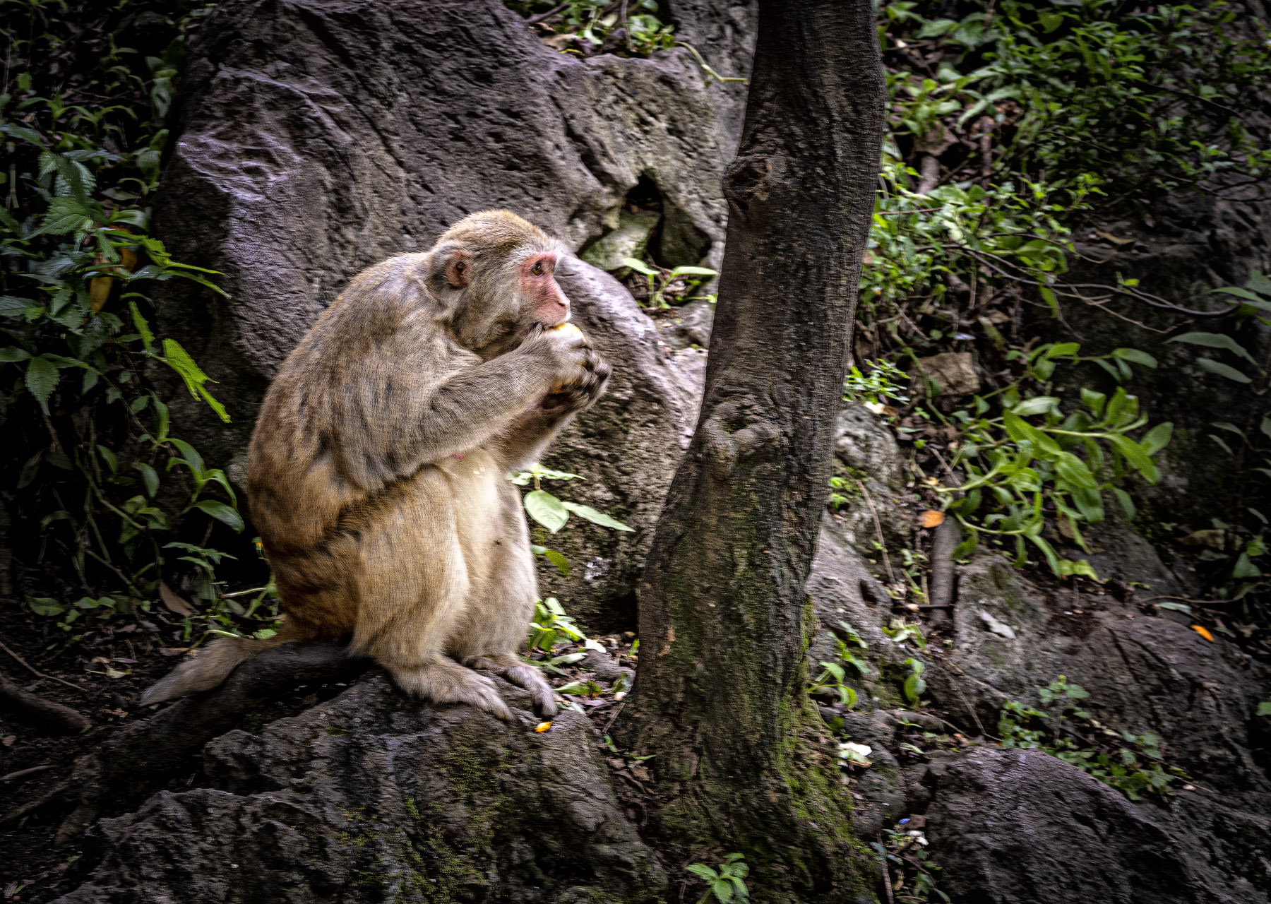 DSC_2794-1.jpg
