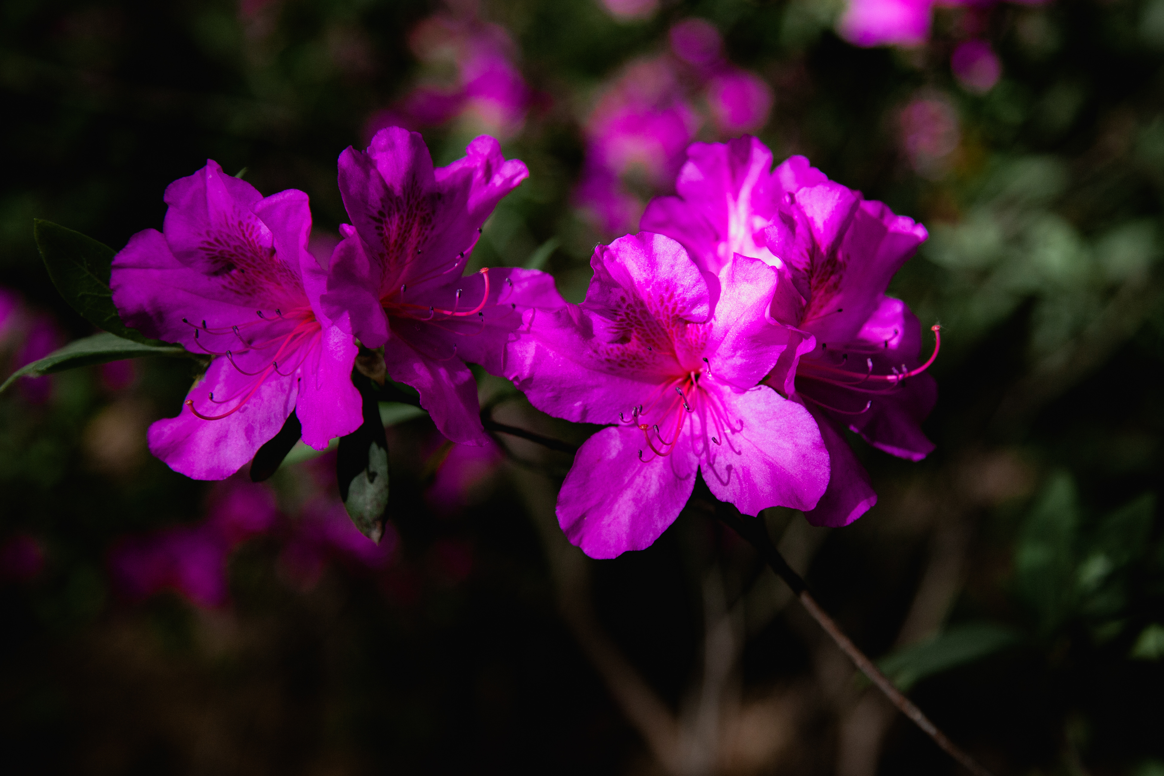 _MG_0789.jpg