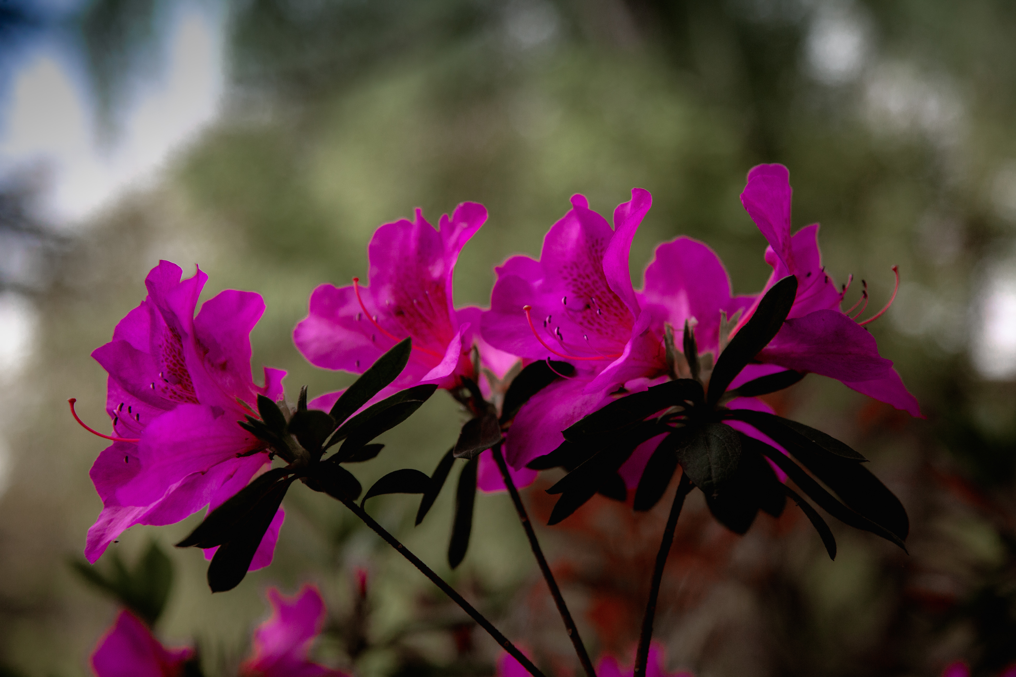 _MG_0799.jpg