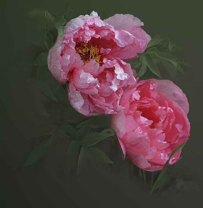 a498.jpg