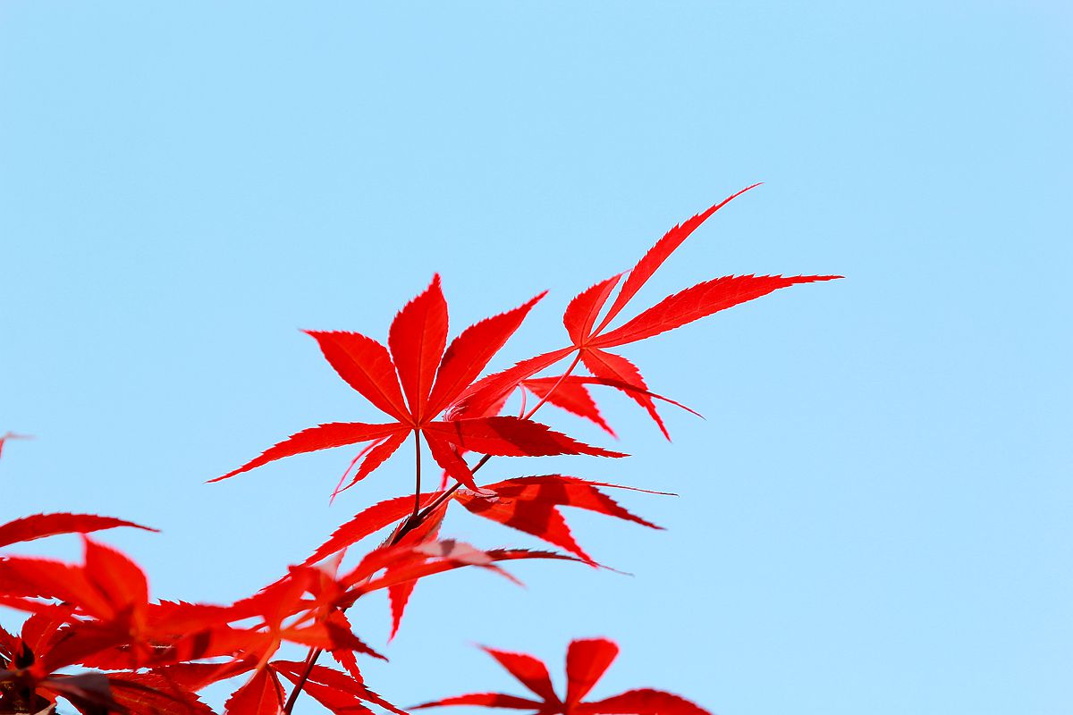 IMG_1685_副本.jpg
