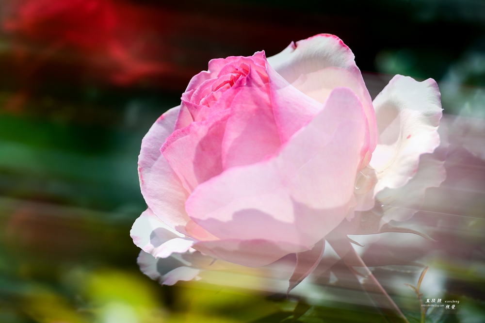 DSC_7447.JPG