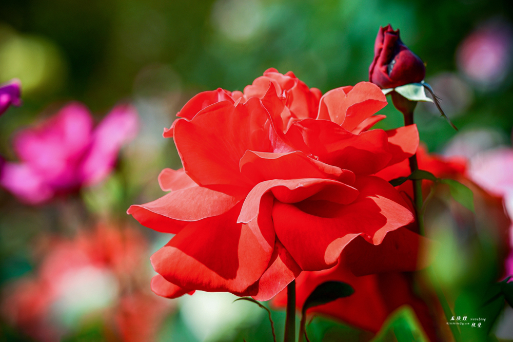 DSC_7430.JPG