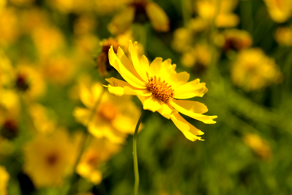 _DSC0005.JPG