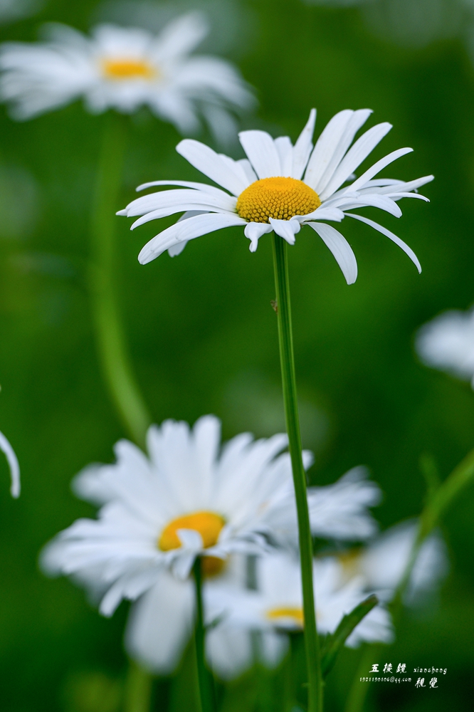 DSC_7215.JPG