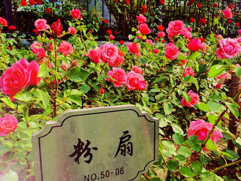 月季6（3）_副本.jpg