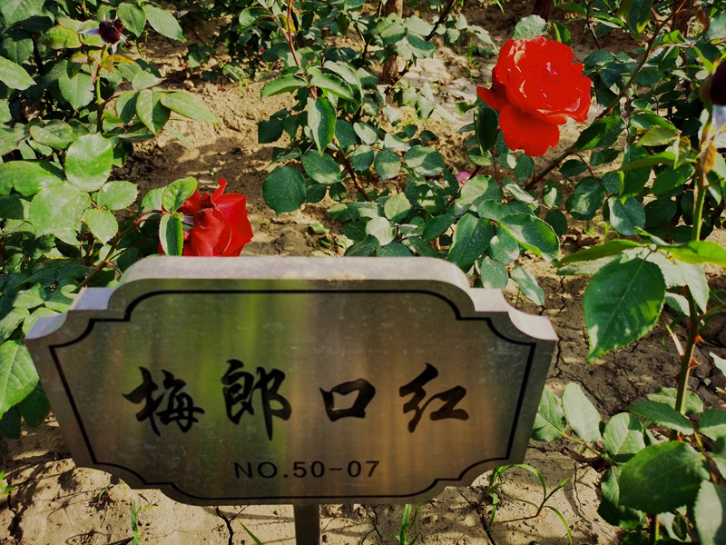 月季71_副本.jpg