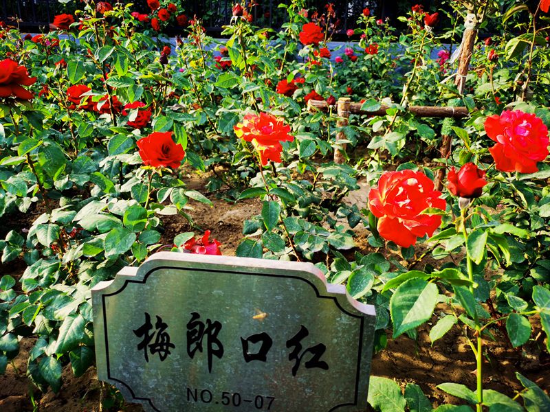 月季73_副本.jpg