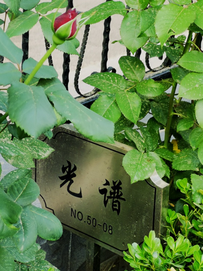 月季82_副本.jpg