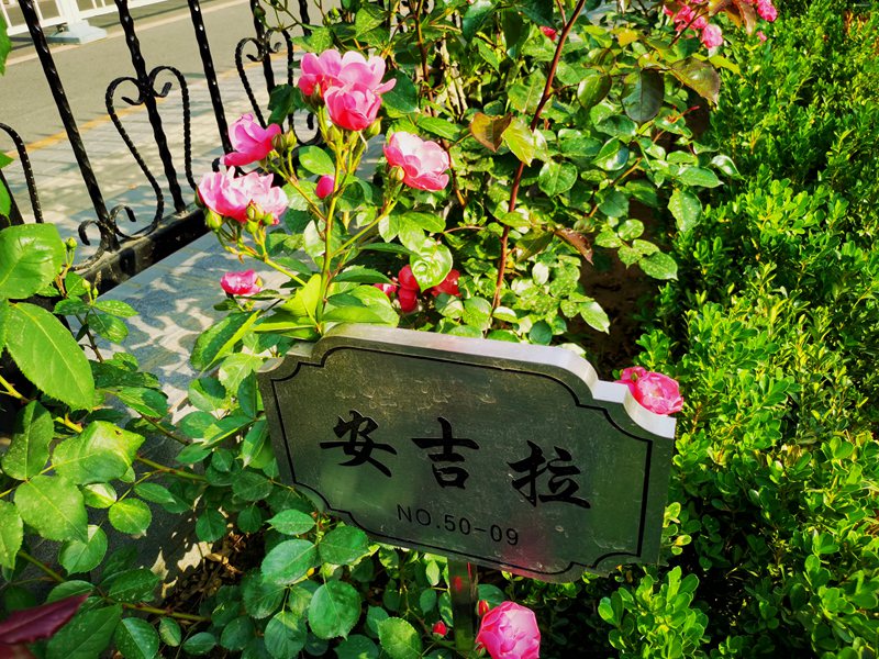 月季92_副本.jpg