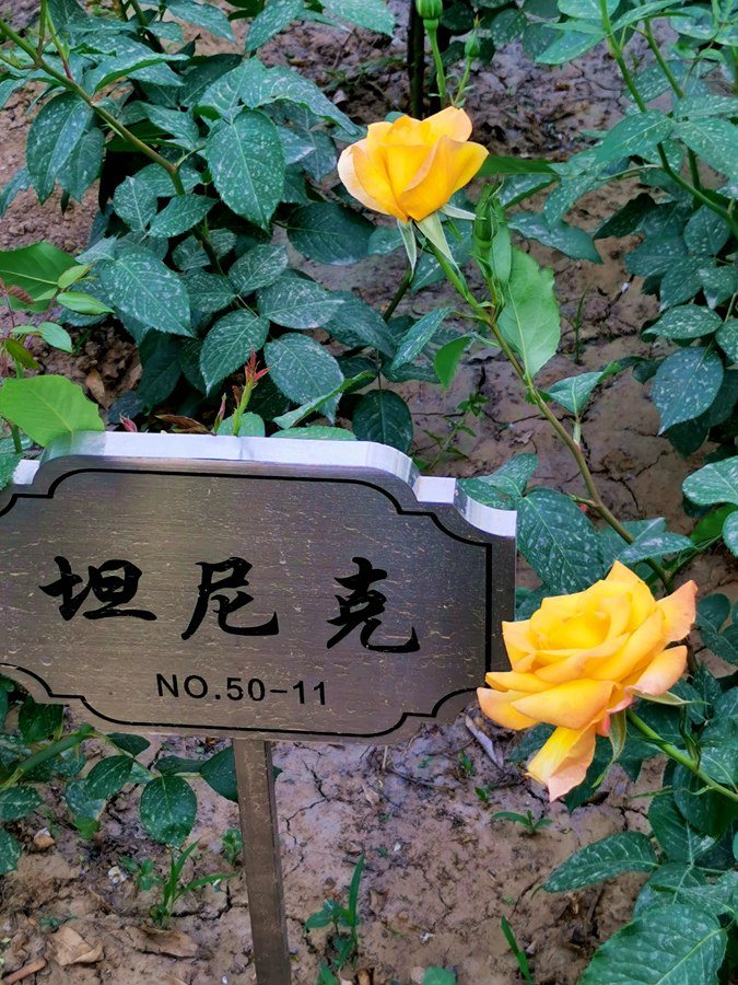 1月季111_副本.jpg