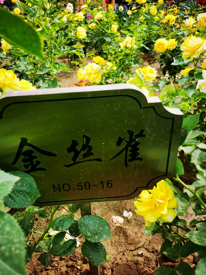 1月季161_副本.jpg