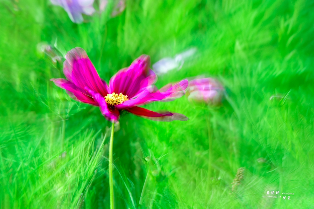 DSC_8218.JPG