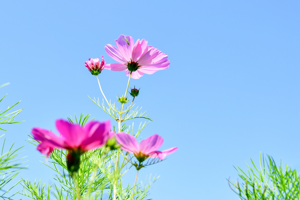 DSC_8311.JPG
