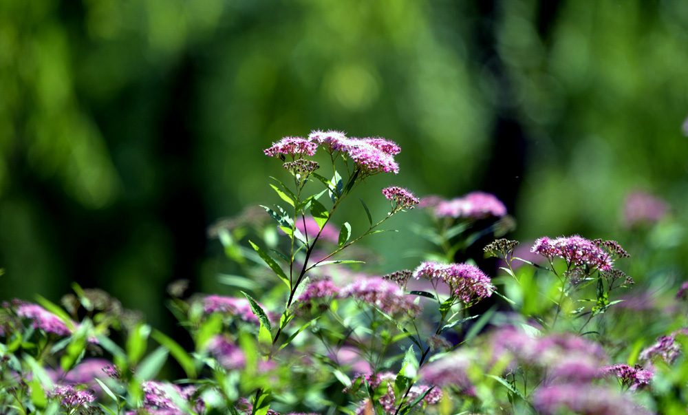 _DSC0146.JPG