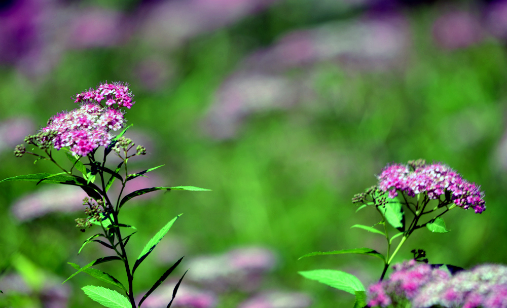 _DSC0174.JPG