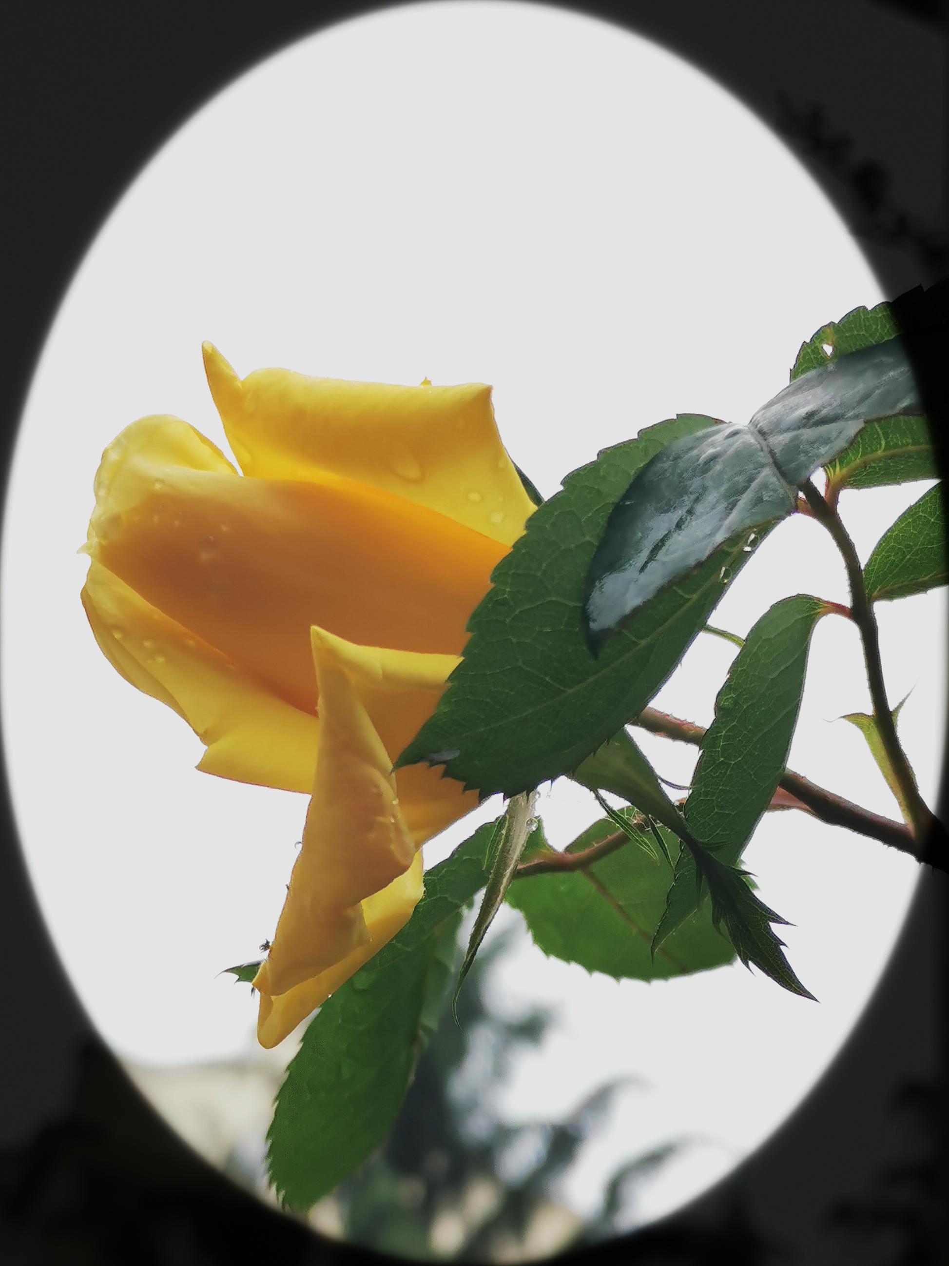 IMG_20210515_083008_1.jpg
