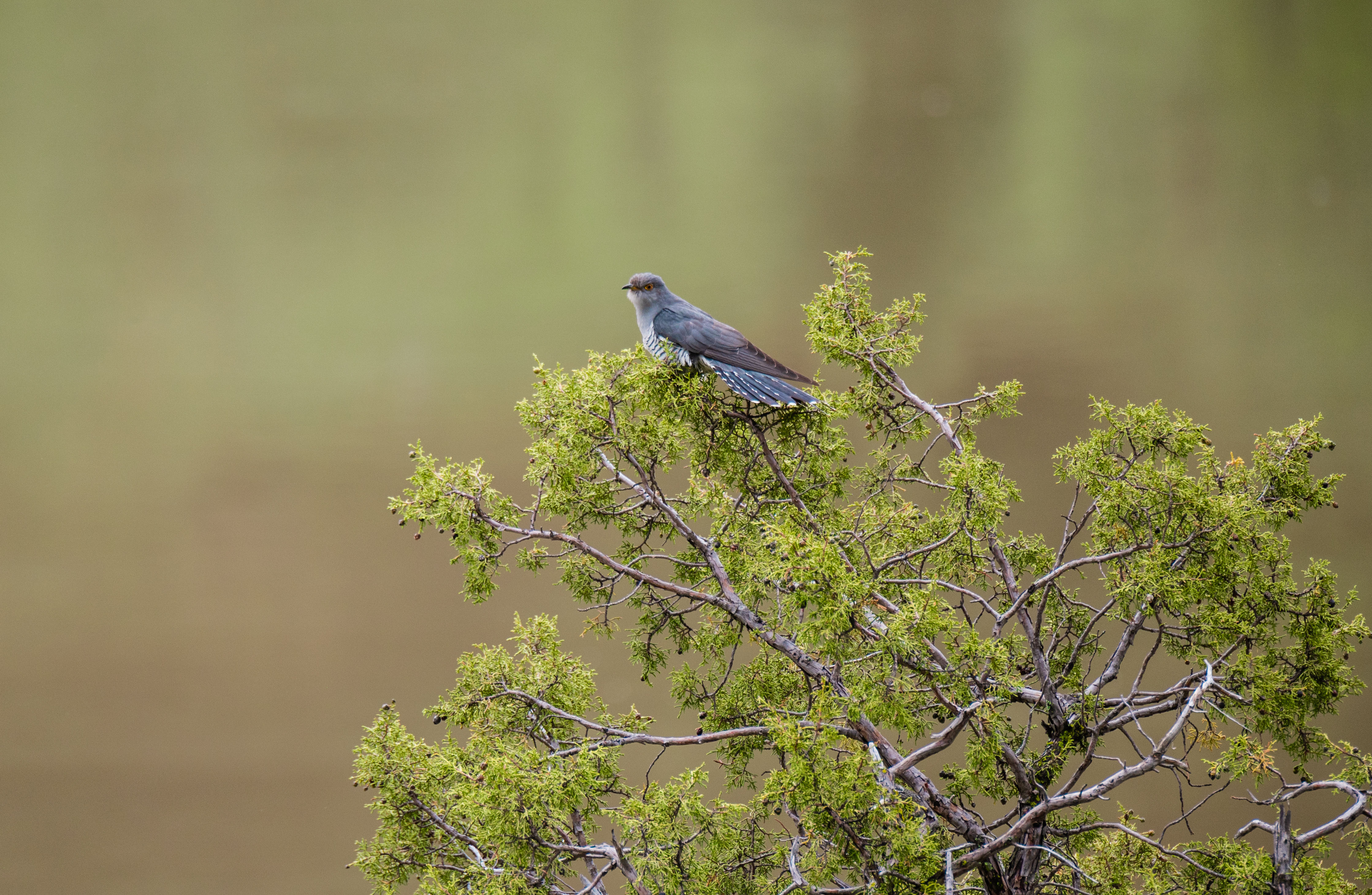 11DSC_3652.jpg